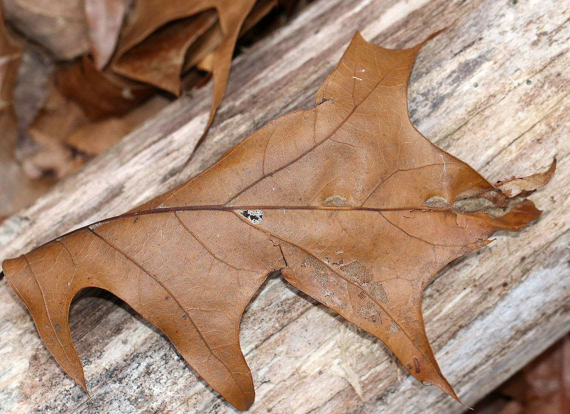 Unidentified Gall on Oak (Quercus sp.) - Polystepha sp.? I'm not sure what kind of gall this is. Maybe a vein pocket gall or an elongate vein swelling? I read that Polystepha sp. can cause elongate vein swellings in oak leaves, but can't find any photos matching these. Dasineura sp. is another possibility.<br />
<br />
The galls were fuzzy, elongated, and formed on the underside of oak (Quercus sp.) leaves. The upperside had longitudinal slits.<br />
<br />
Habitat: Oak leaves in a deciduous forest<br />
<figure class="photo"><a href="https://www.jungledragon.com/image/77389/unidentified_gall_on_oak_quercus_sp._-_polystepha_sp.html" title="Unidentified Gall on Oak (Quercus sp.) - Polystepha sp.?"><img src="https://s3.amazonaws.com/media.jungledragon.com/images/3232/77389_thumb.jpg?AWSAccessKeyId=05GMT0V3GWVNE7GGM1R2&Expires=1769040010&Signature=VwGjK6XcM2%2Bso5MdINFNqx6dMjk%3D" width="200" height="150" alt="Unidentified Gall on Oak (Quercus sp.) - Polystepha sp.? I'm not sure what kind of gall this is. Maybe a vein pocket gall or an elongate vein swelling? I read that Polystepha sp. can cause elongate vein swellings in oak leaves, but can't find any photos matching these. Dasineura sp. is another possibility.<br />
<br />
The galls were fuzzy, elongated, and formed on the underside of oak (Quercus sp.) leaves. The upperside had longitudinal slits.<br />
<br />
Habitat: Oak leaves in a deciduous forest<br />
https://www.jungledragon.com/image/77391/unidentified_gall_on_oak_quercus_sp._-_polystepha_sp.html<br />
https://www.jungledragon.com/image/77390/unidentified_gall_on_oak_quercus_sp._-_polystepha_sp.html Geotagged,Polystepha,United States,Winter,gall,oak gall" /></a></figure><br />
<figure class="photo"><a href="https://www.jungledragon.com/image/77390/unidentified_gall_on_oak_quercus_sp._-_polystepha_sp.html" title="Unidentified Gall on Oak (Quercus sp.) - Polystepha sp.?"><img src="https://s3.amazonaws.com/media.jungledragon.com/images/3232/77390_thumb.jpg?AWSAccessKeyId=05GMT0V3GWVNE7GGM1R2&Expires=1769040010&Signature=dYnZuF9MlwCsdBeaiYJ9hBynXYI%3D" width="200" height="156" alt="Unidentified Gall on Oak (Quercus sp.) - Polystepha sp.? I'm not sure what kind of gall this is. Maybe a vein pocket gall or an elongate vein swelling? I read that Polystepha sp. can cause elongate vein swellings in oak leaves, but can't find any photos matching these. Dasineura sp. is another possibility.<br />
<br />
The galls were fuzzy, elongated, and formed on the underside of oak (Quercus sp.) leaves. The upperside had longitudinal slits.<br />
<br />
Habitat: Oak leaves in a deciduous forest<br />
https://www.jungledragon.com/image/77389/unidentified_gall_on_oak_quercus_sp._-_polystepha_sp.html<br />
https://www.jungledragon.com/image/77391/unidentified_gall_on_oak_quercus_sp._-_polystepha_sp.html Geotagged,United States,Winter,gall" /></a></figure> Geotagged,United States,Winter