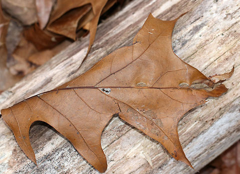 Unidentified Gall on Oak (Quercus sp.) - Polystepha sp.? I'm not sure what kind of gall this is. Maybe a vein pocket gall or an elongate vein swelling? I read that Polystepha sp. can cause elongate vein swellings in oak leaves, but can't find any photos matching these. Dasineura sp. is another possibility.

The galls were fuzzy, elongated, and formed on the underside of oak (Quercus sp.) leaves. The upperside had longitudinal slits.

Habitat: Oak leaves in a deciduous forest
https://www.jungledragon.com/image/77389/unidentified_gall_on_oak_quercus_sp._-_polystepha_sp.html
https://www.jungledragon.com/image/77390/unidentified_gall_on_oak_quercus_sp._-_polystepha_sp.html Geotagged,United States,Winter