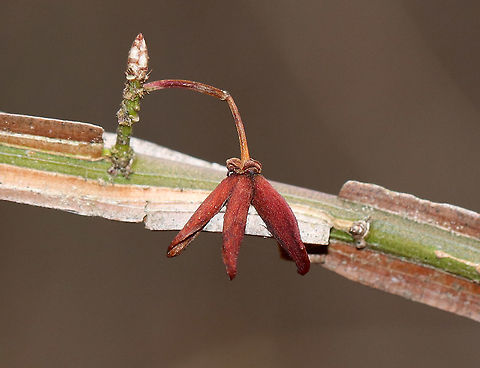 Winged Spindle - Euonymus alatus This bush has bright red leaves in the autumn, and is also called "burning bush".  The branches are winged and the fruit is dry, splitting open when ripe. Status: invasive

Habitat: Growing along the edge of a forest.
https://www.jungledragon.com/image/77394/winged_spindle_-_euonymus_alatus.html
https://www.jungledragon.com/image/77393/winged_spindle_-_euonymus_alatus.html Euonymus alatus,Geotagged,United States,Winter