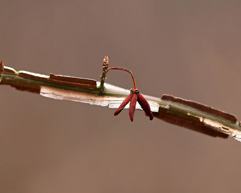 Winged Spindle - Euonymus alatus This bush has bright red leaves in the autumn, and is also called "burning bush". The branches are winged and the fruit is dry, splitting open when ripe. Status: invasive

Habitat: Growing along the edge of a forest.
https://www.jungledragon.com/image/77392/winged_spindle_-_euonymus_alatus.html
https://www.jungledragon.com/image/77394/winged_spindle_-_euonymus_alatus.html Euonymus alatus,Geotagged,United States,Winter