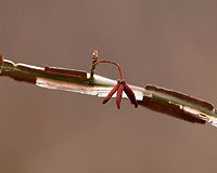 Winged Spindle - Euonymus alatus This bush has bright red leaves in the autumn, and is also called "burning bush". The branches are winged and the fruit is dry, splitting open when ripe. Status: invasive<br />
<br />
Habitat: Growing along the edge of a forest.<br />
https://www.jungledragon.com/image/77392/winged_spindle_-_euonymus_alatus.html<br />
https://www.jungledragon.com/image/77394/winged_spindle_-_euonymus_alatus.html Euonymus alatus,Geotagged,United States,Winter