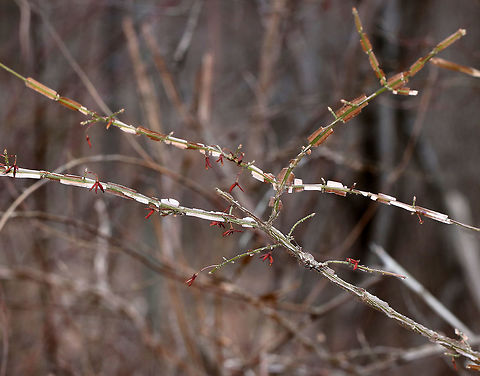 Winged Spindle - Euonymus alatus This bush has bright red leaves in the autumn, and is also called "burning bush". The branches are winged and the fruit is dry, splitting open when ripe. Status: invasive

Habitat: Growing along the edge of a forest.
https://www.jungledragon.com/image/77392/winged_spindle_-_euonymus_alatus.html
https://www.jungledragon.com/image/77393/winged_spindle_-_euonymus_alatus.html Euonymus alatus,Geotagged,United States,Winter