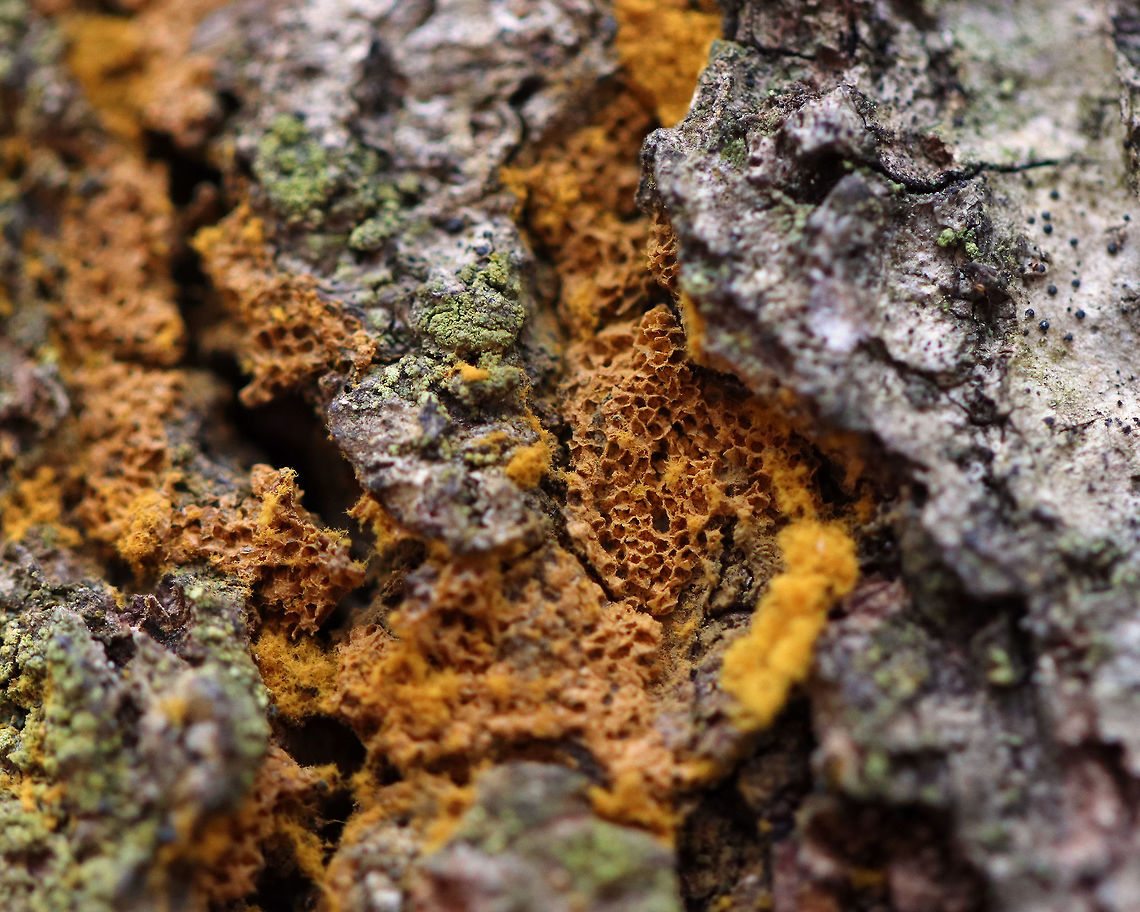 Yellow Fuzz Cone Slime - Hemitrichia clavata The end of the sporangia stage when the goblets are empty.<br />
<br />
Habitat: Rotting snag Geotagged,Hemitrichia,Hemitrichia clavata,United States,Winter,Yellow Fuzz Cone Slime,slime mold