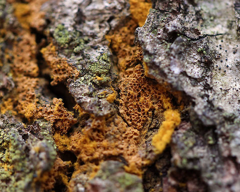 Yellow Fuzz Cone Slime - Hemitrichia clavata The end of the sporangia stage when the goblets are empty.

Habitat: Rotting snag Geotagged,Hemitrichia,Hemitrichia clavata,United States,Winter,Yellow Fuzz Cone Slime,slime mold