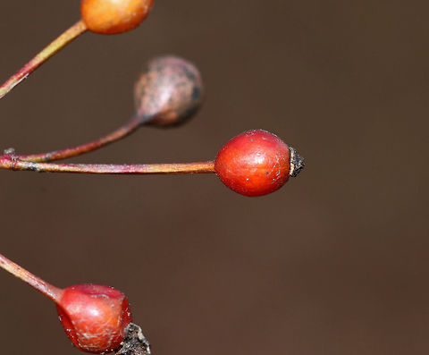 Multiflora Rose - Rosa multiflora Habitat: Growing along the edge of a deciduous forest and river
https://www.jungledragon.com/image/77398/multiflora_rose_-_rosa_multiflora.html
https://www.jungledragon.com/image/77400/multiflora_rose_-_rosa_multiflora.html
https://www.jungledragon.com/image/77399/multiflora_rose_-_rosa_multiflora.html Geotagged,Multiflora rose,Rosa multiflora,United States,Winter,berries,red,red berries