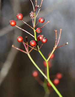Multiflora Rose - Rosa multiflora Habitat: Growing along the edge of a deciduous forest and river
https://www.jungledragon.com/image/77399/multiflora_rose_-_rosa_multiflora.html
https://www.jungledragon.com/image/77397/multiflora_rose_-_rosa_multiflora.html
https://www.jungledragon.com/image/77400/multiflora_rose_-_rosa_multiflora.html Geotagged,Multiflora rose,Rosa multiflora,United States,Winter