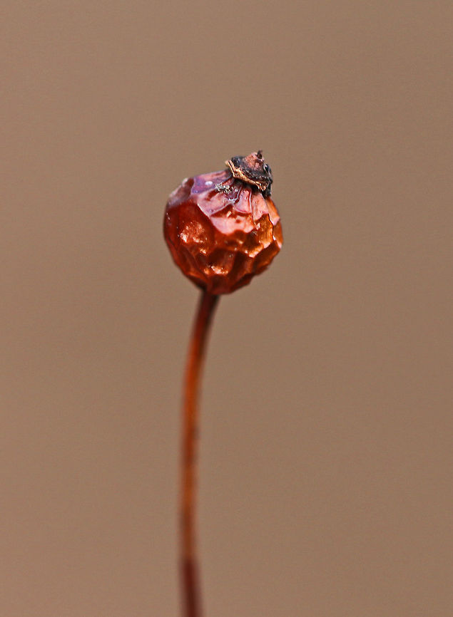 Multiflora Rose - Rosa multiflora Habitat: Growing along the edge of a deciduous forest and river<br />
<figure class="photo"><a href="https://www.jungledragon.com/image/77400/multiflora_rose_-_rosa_multiflora.html" title="Multiflora Rose - Rosa multiflora"><img src="https://s3.amazonaws.com/media.jungledragon.com/images/3232/77400_thumb.jpg?AWSAccessKeyId=05GMT0V3GWVNE7GGM1R2&Expires=1767225610&Signature=Rt4uiH4alXpsNC0XTMBdvbVsapU%3D" width="200" height="168" alt="Multiflora Rose - Rosa multiflora Habitat: Growing near the edge of a forest and river<br />
https://www.jungledragon.com/image/77397/multiflora_rose_-_rosa_multiflora.html<br />
https://www.jungledragon.com/image/77399/multiflora_rose_-_rosa_multiflora.html<br />
https://www.jungledragon.com/image/77398/multiflora_rose_-_rosa_multiflora.html Geotagged,Multiflora rose,Rosa multiflora,United States,Winter" /></a></figure><br />
<figure class="photo"><a href="https://www.jungledragon.com/image/77398/multiflora_rose_-_rosa_multiflora.html" title="Multiflora Rose - Rosa multiflora"><img src="https://s3.amazonaws.com/media.jungledragon.com/images/3232/77398_thumb.jpg?AWSAccessKeyId=05GMT0V3GWVNE7GGM1R2&Expires=1767225610&Signature=LHlZN47WRF18Ev2GpzR1k4fP344%3D" width="118" height="152" alt="Multiflora Rose - Rosa multiflora Habitat: Growing along the edge of a deciduous forest and river<br />
https://www.jungledragon.com/image/77399/multiflora_rose_-_rosa_multiflora.html<br />
https://www.jungledragon.com/image/77397/multiflora_rose_-_rosa_multiflora.html<br />
https://www.jungledragon.com/image/77400/multiflora_rose_-_rosa_multiflora.html Geotagged,Multiflora rose,Rosa multiflora,United States,Winter" /></a></figure><br />
<figure class="photo"><a href="https://www.jungledragon.com/image/77397/multiflora_rose_-_rosa_multiflora.html" title="Multiflora Rose - Rosa multiflora"><img src="https://s3.amazonaws.com/media.jungledragon.com/images/3232/77397_thumb.jpg?AWSAccessKeyId=05GMT0V3GWVNE7GGM1R2&Expires=1767225610&Signature=ivBOqNalAnNOOhweO39HcLX6giY%3D" width="200" height="166" alt="Multiflora Rose - Rosa multiflora Habitat: Growing along the edge of a deciduous forest and river<br />
https://www.jungledragon.com/image/77398/multiflora_rose_-_rosa_multiflora.html<br />
https://www.jungledragon.com/image/77400/multiflora_rose_-_rosa_multiflora.html<br />
https://www.jungledragon.com/image/77399/multiflora_rose_-_rosa_multiflora.html Geotagged,Multiflora rose,Rosa multiflora,United States,Winter,berries,red,red berries" /></a></figure> Geotagged,Multiflora rose,Rosa multiflora,United States,Winter