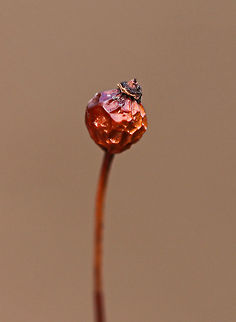 Multiflora Rose - Rosa multiflora Habitat: Growing along the edge of a deciduous forest and river
https://www.jungledragon.com/image/77400/multiflora_rose_-_rosa_multiflora.html
https://www.jungledragon.com/image/77398/multiflora_rose_-_rosa_multiflora.html
https://www.jungledragon.com/image/77397/multiflora_rose_-_rosa_multiflora.html Geotagged,Multiflora rose,Rosa multiflora,United States,Winter