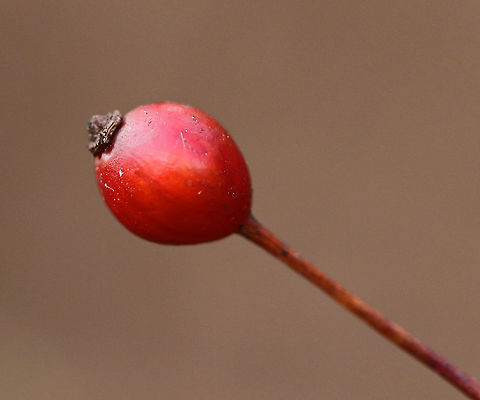 Multiflora Rose - Rosa multiflora Habitat: Growing near the edge of a forest and river
https://www.jungledragon.com/image/77397/multiflora_rose_-_rosa_multiflora.html
https://www.jungledragon.com/image/77399/multiflora_rose_-_rosa_multiflora.html
https://www.jungledragon.com/image/77398/multiflora_rose_-_rosa_multiflora.html Geotagged,Multiflora rose,Rosa multiflora,United States,Winter
