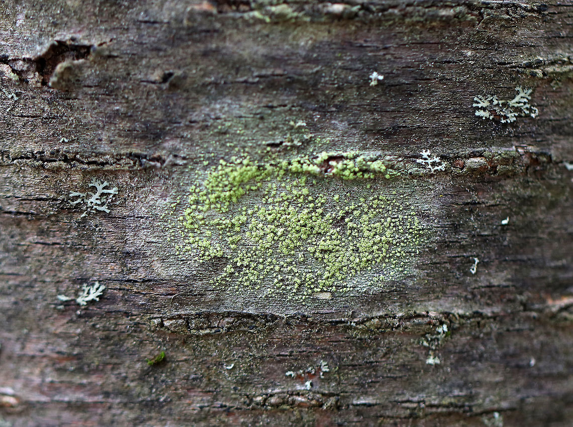 Biatora printzenii Habitat: Growing on hardwood in a deciduous forest Biatora,Biatora printzenii,Geotagged,United States,Winter,lichen