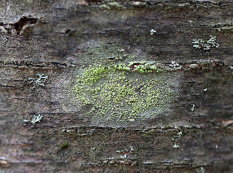 Biatora printzenii Habitat: Growing on hardwood in a deciduous forest Biatora,Biatora printzenii,Geotagged,United States,Winter,lichen