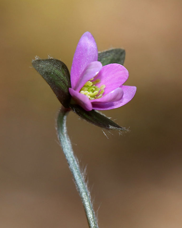 Sharp-lobed Hepatica - Anemone acutiloba I&#039;m super confused about the taxonomy of these flowers. I spotted these on a native plant trail (at a very reputable research institute) and was told that the correct scientific name is in fact Anemone acutiloba, and that Hepatica nobilis var. acuta is a synonym.  I am not sure how or what to ID it as, especially after the conversation with Jivko here: <figure class="photo"><a href="https://www.jungledragon.com/image/59627/sharp-lobed_hepatica.html" title="Sharp-Lobed Hepatica"><img src="https://s3.amazonaws.com/media.jungledragon.com/images/3232/59627_thumb.jpg?AWSAccessKeyId=05GMT0V3GWVNE7GGM1R2&Expires=1767225610&Signature=SzaSrSsG5wmV85e7YOfapLHc6c0%3D" width="128" height="152" alt="Sharp-Lobed Hepatica An early spring wildflower with purple flowers and 3-lobed leaves.<br />
<br />
 The word &quot;hepatica&quot; is derived from the Latin word for &quot;liver&quot;, which refers to the supposed resemblance of the leaves to the liver. This resemblance led early herbalists to assume that these plants would be effective in treating liver ailments.<br />
 Anemone hepatica,Common hepatica,Geotagged,Hepatica nobilis,Sharp-Lobed Hepatica,Spring,United States,anemone,anemone hepatica,flower,hepatica,purple,wildflower" /></a></figure><br />
<br />
<figure class="photo"><a href="https://www.jungledragon.com/image/77432/sharp-lobed_hepatica_-_anemone_acutiloba.html" title="Sharp-lobed Hepatica - Anemone acutiloba"><img src="https://s3.amazonaws.com/media.jungledragon.com/images/3232/77432_thumb.jpg?AWSAccessKeyId=05GMT0V3GWVNE7GGM1R2&Expires=1767225610&Signature=CIIzanE94Vs8gbdu5FiuDHNVZ5M%3D" width="116" height="152" alt="Sharp-lobed Hepatica - Anemone acutiloba I&#039;m super confused about the taxonomy of these flowers. I spotted these on a native plant trail (at a very reputable research institute) and was told that the correct scientific name is in fact Anemone acutiloba, and that Hepatica nobilis var. acuta is a synonym. I am not sure how or what to ID it as, especially after the conversation with Jivko here:<br />
https://www.jungledragon.com/image/59627/sharp-lobed_hepatica.html<br />
<br />
https://www.jungledragon.com/image/77431/sharp-lobed_hepatica_-_anemone_acutiloba.html<br />
https://www.jungledragon.com/image/77430/sharp-lobed_hepatica_-_anemone_acutiloba.html Anemone acutiloba,Geotagged,Sharp-lobed Hepatica,Spring,United States" /></a></figure><br />
<figure class="photo"><a href="https://www.jungledragon.com/image/77431/sharp-lobed_hepatica_-_anemone_acutiloba.html" title="Sharp-lobed Hepatica - Anemone acutiloba"><img src="https://s3.amazonaws.com/media.jungledragon.com/images/3232/77431_thumb.jpg?AWSAccessKeyId=05GMT0V3GWVNE7GGM1R2&Expires=1767225610&Signature=gNuyEeIjobSuN0dv88bKfd3I44E%3D" width="200" height="144" alt="Sharp-lobed Hepatica - Anemone acutiloba I&#039;m super confused about the taxonomy of these flowers. I spotted these on a native plant trail (at a very reputable research institute) and was told that the correct scientific name is in fact Anemone acutiloba, and that Hepatica nobilis var. acuta is a synonym. I am not sure how or what to ID it as, especially after the conversation with Jivko here:<br />
https://www.jungledragon.com/image/59627/sharp-lobed_hepatica.html<br />
<br />
<br />
https://www.jungledragon.com/image/77432/sharp-lobed_hepatica_-_anemone_acutiloba.html<br />
https://www.jungledragon.com/image/77430/sharp-lobed_hepatica_-_anemone_acutiloba.html Anemone acutiloba,Geotagged,Sharp-lobed Hepatica,Spring,United States" /></a></figure> Anemone acutiloba,Geotagged,Sharp-lobed Hepatica,Spring,United States