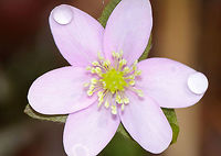 Sharp-lobed Hepatica - Anemone acutiloba I'm super confused about the taxonomy of these flowers. I spotted these on a native plant trail (at a very reputable research institute) and was told that the correct scientific name is in fact Anemone acutiloba, and that Hepatica nobilis var. acuta is a synonym. I am not sure how or what to ID it as, especially after the conversation with Jivko here:<br />
https://www.jungledragon.com/image/59627/sharp-lobed_hepatica.html<br />
<br />
<br />
https://www.jungledragon.com/image/77432/sharp-lobed_hepatica_-_anemone_acutiloba.html<br />
https://www.jungledragon.com/image/77430/sharp-lobed_hepatica_-_anemone_acutiloba.html Anemone acutiloba,Geotagged,Sharp-lobed Hepatica,Spring,United States