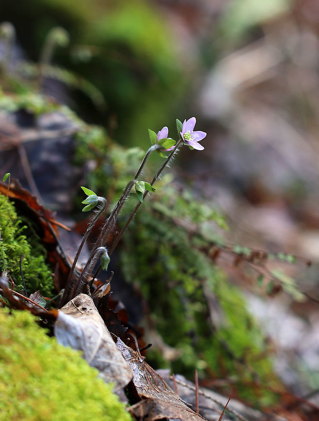 Sharp-lobed Hepatica - Anemone acutiloba I&#039;m super confused about the taxonomy of these flowers. I spotted these on a native plant trail (at a very reputable research institute) and was told that the correct scientific name is in fact Anemone acutiloba, and that Hepatica nobilis var. acuta is a synonym. I am not sure how or what to ID it as, especially after the conversation with Jivko here:<br />
<figure class="photo"><a href="https://www.jungledragon.com/image/59627/sharp-lobed_hepatica.html" title="Sharp-Lobed Hepatica"><img src="https://s3.amazonaws.com/media.jungledragon.com/images/3232/59627_thumb.jpg?AWSAccessKeyId=05GMT0V3GWVNE7GGM1R2&Expires=1767225610&Signature=SzaSrSsG5wmV85e7YOfapLHc6c0%3D" width="128" height="152" alt="Sharp-Lobed Hepatica An early spring wildflower with purple flowers and 3-lobed leaves.<br />
<br />
 The word &quot;hepatica&quot; is derived from the Latin word for &quot;liver&quot;, which refers to the supposed resemblance of the leaves to the liver. This resemblance led early herbalists to assume that these plants would be effective in treating liver ailments.<br />
 Anemone hepatica,Common hepatica,Geotagged,Hepatica nobilis,Sharp-Lobed Hepatica,Spring,United States,anemone,anemone hepatica,flower,hepatica,purple,wildflower" /></a></figure><br />
<br />
<figure class="photo"><a href="https://www.jungledragon.com/image/77431/sharp-lobed_hepatica_-_anemone_acutiloba.html" title="Sharp-lobed Hepatica - Anemone acutiloba"><img src="https://s3.amazonaws.com/media.jungledragon.com/images/3232/77431_thumb.jpg?AWSAccessKeyId=05GMT0V3GWVNE7GGM1R2&Expires=1767225610&Signature=gNuyEeIjobSuN0dv88bKfd3I44E%3D" width="200" height="144" alt="Sharp-lobed Hepatica - Anemone acutiloba I&#039;m super confused about the taxonomy of these flowers. I spotted these on a native plant trail (at a very reputable research institute) and was told that the correct scientific name is in fact Anemone acutiloba, and that Hepatica nobilis var. acuta is a synonym. I am not sure how or what to ID it as, especially after the conversation with Jivko here:<br />
https://www.jungledragon.com/image/59627/sharp-lobed_hepatica.html<br />
<br />
<br />
https://www.jungledragon.com/image/77432/sharp-lobed_hepatica_-_anemone_acutiloba.html<br />
https://www.jungledragon.com/image/77430/sharp-lobed_hepatica_-_anemone_acutiloba.html Anemone acutiloba,Geotagged,Sharp-lobed Hepatica,Spring,United States" /></a></figure><br />
<figure class="photo"><a href="https://www.jungledragon.com/image/77430/sharp-lobed_hepatica_-_anemone_acutiloba.html" title="Sharp-lobed Hepatica - Anemone acutiloba"><img src="https://s3.amazonaws.com/media.jungledragon.com/images/3232/77430_thumb.jpg?AWSAccessKeyId=05GMT0V3GWVNE7GGM1R2&Expires=1767225610&Signature=fYFwt6twHSAXMMxlAMswwC9mYq8%3D" width="122" height="152" alt="Sharp-lobed Hepatica - Anemone acutiloba I&#039;m super confused about the taxonomy of these flowers. I spotted these on a native plant trail (at a very reputable research institute) and was told that the correct scientific name is in fact Anemone acutiloba, and that Hepatica nobilis var. acuta is a synonym.  I am not sure how or what to ID it as, especially after the conversation with Jivko here: https://www.jungledragon.com/image/59627/sharp-lobed_hepatica.html<br />
<br />
https://www.jungledragon.com/image/77432/sharp-lobed_hepatica_-_anemone_acutiloba.html<br />
https://www.jungledragon.com/image/77431/sharp-lobed_hepatica_-_anemone_acutiloba.html Anemone acutiloba,Geotagged,Sharp-lobed Hepatica,Spring,United States" /></a></figure> Anemone acutiloba,Geotagged,Sharp-lobed Hepatica,Spring,United States