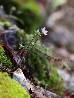Sharp-lobed Hepatica - Anemone acutiloba I'm super confused about the taxonomy of these flowers. I spotted these on a native plant trail (at a very reputable research institute) and was told that the correct scientific name is in fact Anemone acutiloba, and that Hepatica nobilis var. acuta is a synonym. I am not sure how or what to ID it as, especially after the conversation with Jivko here:
https://www.jungledragon.com/image/59627/sharp-lobed_hepatica.html

https://www.jungledragon.com/image/77431/sharp-lobed_hepatica_-_anemone_acutiloba.html
https://www.jungledragon.com/image/77430/sharp-lobed_hepatica_-_anemone_acutiloba.html Anemone acutiloba,Geotagged,Sharp-lobed Hepatica,Spring,United States