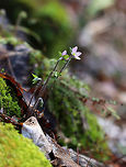 Sharp-lobed Hepatica - Anemone acutiloba I'm super confused about the taxonomy of these flowers. I spotted these on a native plant trail (at a very reputable research institute) and was told that the correct scientific name is in fact Anemone acutiloba, and that Hepatica nobilis var. acuta is a synonym. I am not sure how or what to ID it as, especially after the conversation with Jivko here:<br />
https://www.jungledragon.com/image/59627/sharp-lobed_hepatica.html<br />
<br />
https://www.jungledragon.com/image/77431/sharp-lobed_hepatica_-_anemone_acutiloba.html<br />
https://www.jungledragon.com/image/77430/sharp-lobed_hepatica_-_anemone_acutiloba.html Anemone acutiloba,Geotagged,Sharp-lobed Hepatica,Spring,United States
