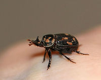 Small Black Dung Beetle - Copris minutus TL: ~1 cm. Shiny black head with horn; pronotum with prominence; elytra distinctly grooved with deep punctures<br />
<br />
Habitat: Attracted to a light at night <br />
<br />
**This beetle either had a fungal infection or was covered in dried poop? It was very active though and would play dead whenever I poked it.<br />
https://www.jungledragon.com/image/77461/small_black_dung_beetle_-_copris_minutus.html<br />
https://www.jungledragon.com/image/77460/small_black_dung_beetle_-_copris_minutus.html Copris minutus,Geotagged,Spring,United States,beetle,copris,dung beetle,small black dung beetle