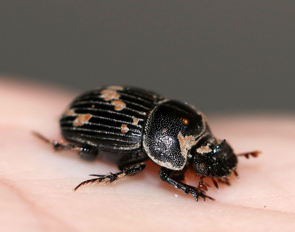 Small Black Dung Beetle - Copris minutus TL: ~1 cm. Shiny black head with horn; pronotum with prominence; elytra distinctly grooved with deep punctures<br />
<br />
Habitat: Attracted to a light at night <br />
<br />
**This beetle either had a fungal infection or was covered in dried poop? It was very active though and would play dead whenever I poked it.<br />
<figure class="photo"><a href="https://www.jungledragon.com/image/77459/small_black_dung_beetle_-_copris_minutus.html" title="Small Black Dung Beetle - Copris minutus"><img src="https://s3.amazonaws.com/media.jungledragon.com/images/3232/77459_thumb.jpg?AWSAccessKeyId=05GMT0V3GWVNE7GGM1R2&Expires=1759968010&Signature=yFqZbEMtTIvbNfN4oQoZqb2X8Ok%3D" width="200" height="160" alt="Small Black Dung Beetle - Copris minutus TL: ~1 cm. Shiny black head with horn; pronotum with prominence; elytra distinctly grooved with deep punctures<br />
<br />
Habitat: Attracted to a light at night <br />
<br />
**This beetle either had a fungal infection or was covered in dried poop? It was very active though and would play dead whenever I poked it.<br />
https://www.jungledragon.com/image/77461/small_black_dung_beetle_-_copris_minutus.html<br />
https://www.jungledragon.com/image/77460/small_black_dung_beetle_-_copris_minutus.html Copris minutus,Geotagged,Spring,United States,beetle,copris,dung beetle,small black dung beetle" /></a></figure><br />
<figure class="photo"><a href="https://www.jungledragon.com/image/77461/small_black_dung_beetle_-_copris_minutus.html" title="Small Black Dung Beetle - Copris minutus"><img src="https://s3.amazonaws.com/media.jungledragon.com/images/3232/77461_thumb.jpg?AWSAccessKeyId=05GMT0V3GWVNE7GGM1R2&Expires=1759968010&Signature=97qGyskaF%2FdMczLp%2F%2FGfxldvTmQ%3D" width="200" height="152" alt="Small Black Dung Beetle - Copris minutus TL: ~1 cm. Shiny black head with horn; pronotum with prominence; elytra distinctly grooved with deep punctures<br />
<br />
Habitat: Attracted to a light at night <br />
<br />
**This beetle either had a fungal infection or was covered in dried poop? It was very active though and would play dead whenever I poked it.<br />
https://www.jungledragon.com/image/77459/small_black_dung_beetle_-_copris_minutus.html<br />
https://www.jungledragon.com/image/77460/small_black_dung_beetle_-_copris_minutus.html Copris minutus,Geotagged,Small Black Dung Beetle,Spring,United States" /></a></figure> Copris minutus,Geotagged,Small Black Dung Beetle,Spring,United States