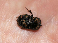 Small Black Dung Beetle - Copris minutus TL: ~1 cm. Shiny black head with horn; pronotum with prominence; elytra distinctly grooved with deep punctures<br />
<br />
Habitat: Attracted to a light at night <br />
<br />
**This beetle either had a fungal infection or was covered in dried poop? It was very active though and would play dead whenever I poked it.<br />
https://www.jungledragon.com/image/77459/small_black_dung_beetle_-_copris_minutus.html<br />
https://www.jungledragon.com/image/77460/small_black_dung_beetle_-_copris_minutus.html Copris minutus,Geotagged,Small Black Dung Beetle,Spring,United States