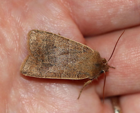 Morrison's Sallow - Eupsilia morrisoni TL: ~20 mm.  Pale brown forewings with AM and PM lines edged paler. Brown median line is angled at the midpoint. Indistinct reniform spot.

Habitat: Attracted to a light at night
https://www.jungledragon.com/image/77469/morrisons_sallow_-_eupsilia_morrisoni.html
https://www.jungledragon.com/image/77468/morrisons_sallow_-_eupsilia_morrisoni.html Eupsilia morrisoni,Geotagged,Spring,United States,morrison's sallow,moth