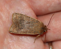 Morrison's Sallow - Eupsilia morrisoni TL: ~20 mm. Pale brown forewings with AM and PM lines edged paler. Brown median line is angled at the midpoint. Indistinct reniform spot.<br />
<br />
Habitat: Attracted to a light at night<br />
https://www.jungledragon.com/image/77469/morrisons_sallow_-_eupsilia_morrisoni.html<br />
https://www.jungledragon.com/image/77468/morrisons_sallow_-_eupsilia_morrisoni.html Eupsilia morrisoni,Geotagged,Spring,United States,morrison's sallow,moth