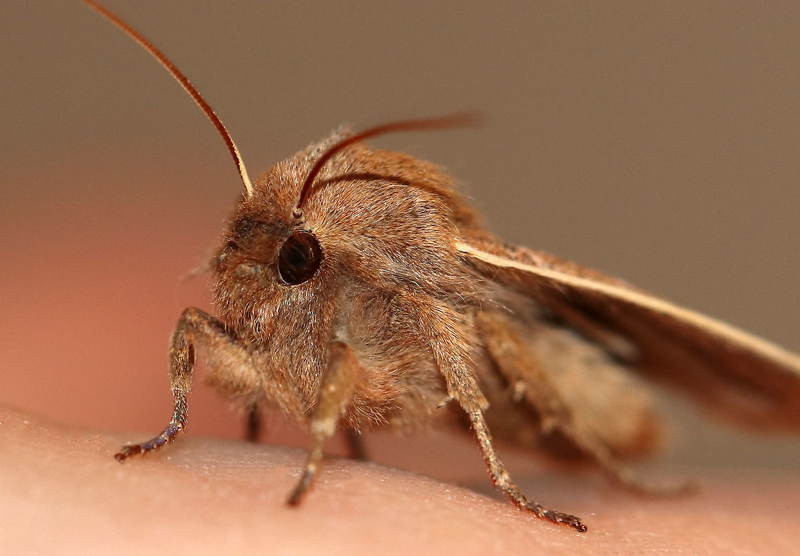 Morrison's Sallow - Eupsilia morrisoni TL: ~20 mm. Pale brown forewings with AM and PM lines edged paler. Brown median line is angled at the midpoint. Indistinct reniform spot.<br />
<br />
Habitat: Attracted to a light at night<br />
<figure class="photo"><a href="https://www.jungledragon.com/image/77467/morrisons_sallow_-_eupsilia_morrisoni.html" title="Morrison&#039;s Sallow - Eupsilia morrisoni"><img src="https://s3.amazonaws.com/media.jungledragon.com/images/3232/77467_thumb.jpg?AWSAccessKeyId=05GMT0V3GWVNE7GGM1R2&Expires=1769040010&Signature=7M1IeeqW1juELIli75jU0OMPcQ8%3D" width="200" height="162" alt="Morrison&#039;s Sallow - Eupsilia morrisoni TL: ~20 mm.  Pale brown forewings with AM and PM lines edged paler. Brown median line is angled at the midpoint. Indistinct reniform spot.<br />
<br />
Habitat: Attracted to a light at night<br />
https://www.jungledragon.com/image/77469/morrisons_sallow_-_eupsilia_morrisoni.html<br />
https://www.jungledragon.com/image/77468/morrisons_sallow_-_eupsilia_morrisoni.html Eupsilia morrisoni,Geotagged,Spring,United States,morrison&#039;s sallow,moth" /></a></figure><br />
<figure class="photo"><a href="https://www.jungledragon.com/image/77469/morrisons_sallow_-_eupsilia_morrisoni.html" title="Morrison&#039;s Sallow - Eupsilia morrisoni"><img src="https://s3.amazonaws.com/media.jungledragon.com/images/3232/77469_thumb.jpg?AWSAccessKeyId=05GMT0V3GWVNE7GGM1R2&Expires=1769040010&Signature=gceO3N0iOuVuwmMkUisi%2Feptzb0%3D" width="122" height="152" alt="Morrison&#039;s Sallow - Eupsilia morrisoni TL: ~20 mm. Pale brown forewings with AM and PM lines edged paler. Brown median line is angled at the midpoint. Indistinct reniform spot.<br />
<br />
Habitat: Attracted to a light at night<br />
https://www.jungledragon.com/image/77467/morrisons_sallow_-_eupsilia_morrisoni.html<br />
https://www.jungledragon.com/image/77468/morrisons_sallow_-_eupsilia_morrisoni.html Eupsilia morrisoni,Geotagged,Moth,Spring,United States" /></a></figure> Eupsilia morrisoni,Geotagged,Spring,United States,moth