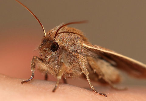 Morrison's Sallow - Eupsilia morrisoni TL: ~20 mm. Pale brown forewings with AM and PM lines edged paler. Brown median line is angled at the midpoint. Indistinct reniform spot.

Habitat: Attracted to a light at night
https://www.jungledragon.com/image/77467/morrisons_sallow_-_eupsilia_morrisoni.html
https://www.jungledragon.com/image/77469/morrisons_sallow_-_eupsilia_morrisoni.html Eupsilia morrisoni,Geotagged,Spring,United States,moth