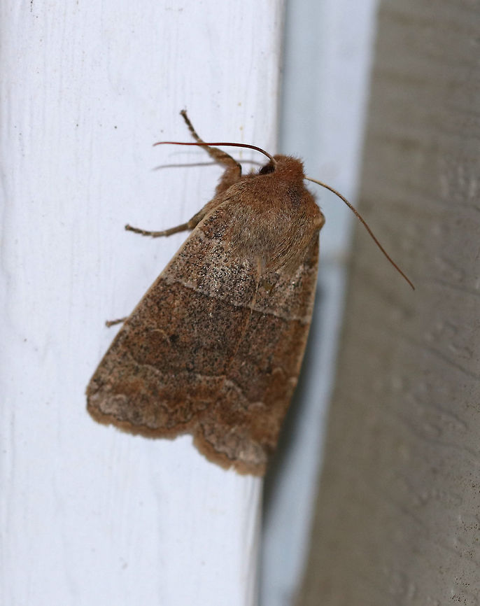 Morrison's Sallow - Eupsilia morrisoni TL: ~20 mm. Pale brown forewings with AM and PM lines edged paler. Brown median line is angled at the midpoint. Indistinct reniform spot.<br />
<br />
Habitat: Attracted to a light at night<br />
<figure class="photo"><a href="https://www.jungledragon.com/image/77467/morrisons_sallow_-_eupsilia_morrisoni.html" title="Morrison&#039;s Sallow - Eupsilia morrisoni"><img src="https://s3.amazonaws.com/media.jungledragon.com/images/3232/77467_thumb.jpg?AWSAccessKeyId=05GMT0V3GWVNE7GGM1R2&Expires=1759968010&Signature=ksxM5EH4SwPTClm0K5Sf84RdXvE%3D" width="200" height="162" alt="Morrison&#039;s Sallow - Eupsilia morrisoni TL: ~20 mm.  Pale brown forewings with AM and PM lines edged paler. Brown median line is angled at the midpoint. Indistinct reniform spot.<br />
<br />
Habitat: Attracted to a light at night<br />
https://www.jungledragon.com/image/77469/morrisons_sallow_-_eupsilia_morrisoni.html<br />
https://www.jungledragon.com/image/77468/morrisons_sallow_-_eupsilia_morrisoni.html Eupsilia morrisoni,Geotagged,Spring,United States,morrison&#039;s sallow,moth" /></a></figure><br />
<figure class="photo"><a href="https://www.jungledragon.com/image/77468/morrisons_sallow_-_eupsilia_morrisoni.html" title="Morrison&#039;s Sallow - Eupsilia morrisoni"><img src="https://s3.amazonaws.com/media.jungledragon.com/images/3232/77468_thumb.jpg?AWSAccessKeyId=05GMT0V3GWVNE7GGM1R2&Expires=1759968010&Signature=nv2tjtJCazk31c3KbI%2BgKpgC7ds%3D" width="200" height="140" alt="Morrison&#039;s Sallow - Eupsilia morrisoni TL: ~20 mm. Pale brown forewings with AM and PM lines edged paler. Brown median line is angled at the midpoint. Indistinct reniform spot.<br />
<br />
Habitat: Attracted to a light at night<br />
https://www.jungledragon.com/image/77467/morrisons_sallow_-_eupsilia_morrisoni.html<br />
https://www.jungledragon.com/image/77469/morrisons_sallow_-_eupsilia_morrisoni.html Eupsilia morrisoni,Geotagged,Spring,United States,moth" /></a></figure> Eupsilia morrisoni,Geotagged,Moth,Spring,United States