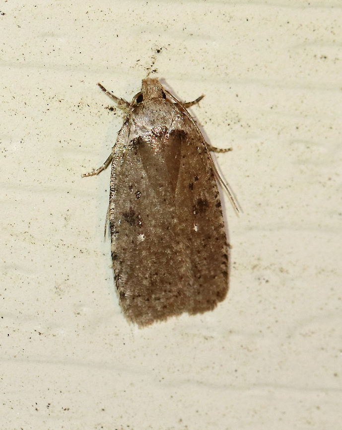 Clemens' Agonopterix  - Agonopterix clemensella TL: ~10 mm. Brown forewings that were mottled along the costa. Two white dots accent the blackish central median patch.<br />
<br />
Habitat: Attracted to a light at night in a rural area Agonopterix clemensella,Geotagged,Spring,United States,moth