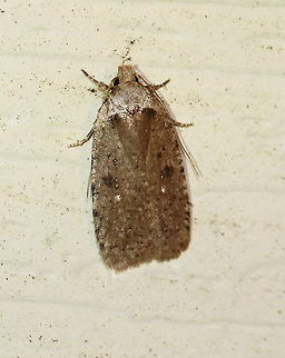 Clemens' Agonopterix  - Agonopterix clemensella TL: ~10 mm. Brown forewings that were mottled along the costa. Two white dots accent the blackish central median patch.

Habitat: Attracted to a light at night in a rural area Agonopterix clemensella,Geotagged,Spring,United States,moth