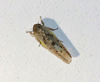 Leafhopper - Balclutha confluens Tiny leafhopper that was attracted to a light at night. Balclutha,Balclutha confluens,Geotagged,Spring,United States,leafhopper