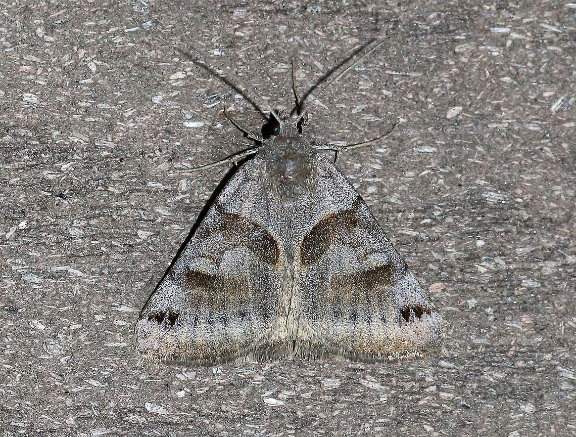 Forage Looper Moth - Caenurgina erechtea Total length: 20 mm. Gray forewing has antemedial and incomplete postmedial bands that do not meet at inner margin. <br />
<br />
Attracted to a light in a rural area. Caenurgina erechtea,Forage Looper,Geotagged,Spring,United States,moth