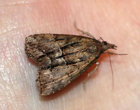 Green Cloverworm - Hypena scabra *I'm not 100% sure of the ID, but it seems the most likely

Habitat: Attracted to a moth light at night
https://www.jungledragon.com/image/77482/green_cloverworm_-_hypena_scabra.html
https://www.jungledragon.com/image/77481/green_cloverworm_-_hypena_scabra.html

 Geotagged,Green Cloverworm,Hypena scabra,Spring,United States,moth