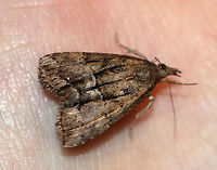Green Cloverworm - Hypena scabra *I'm not 100% sure of the ID, but it seems the most likely<br />
<br />
Habitat: Attracted to a moth light at night<br />
https://www.jungledragon.com/image/77482/green_cloverworm_-_hypena_scabra.html<br />
https://www.jungledragon.com/image/77481/green_cloverworm_-_hypena_scabra.html<br />
<br />
Geotagged,Green Cloverworm,Hypena scabra,Spring,United States,moth