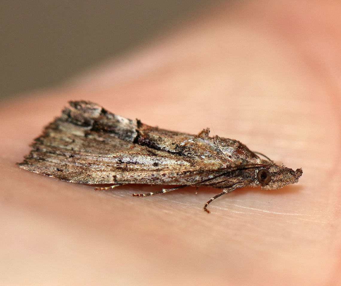 Green Cloverworm - Hypena scabra *I&#039;m not 100% sure of the ID, but it seems the most likely<br />
<br />
Habitat: Attracted to a moth light at night<br />
<figure class="photo"><a href="https://www.jungledragon.com/image/77480/green_cloverworm_-_hypena_scabra.html" title="Green Cloverworm - Hypena scabra"><img src="https://s3.amazonaws.com/media.jungledragon.com/images/3232/77480_thumb.jpg?AWSAccessKeyId=05GMT0V3GWVNE7GGM1R2&Expires=1767225610&Signature=M5UfZU28RhCCfmnk4fHkFa2yryE%3D" width="200" height="158" alt="Green Cloverworm - Hypena scabra *I&#039;m not 100% sure of the ID, but it seems the most likely<br />
<br />
Habitat: Attracted to a moth light at night<br />
https://www.jungledragon.com/image/77482/green_cloverworm_-_hypena_scabra.html<br />
https://www.jungledragon.com/image/77481/green_cloverworm_-_hypena_scabra.html<br />
<br />
 Geotagged,Green Cloverworm,Hypena scabra,Spring,United States,moth" /></a></figure><br />
<figure class="photo"><a href="https://www.jungledragon.com/image/77482/green_cloverworm_-_hypena_scabra.html" title="Green Cloverworm - Hypena scabra"><img src="https://s3.amazonaws.com/media.jungledragon.com/images/3232/77482_thumb.jpg?AWSAccessKeyId=05GMT0V3GWVNE7GGM1R2&Expires=1767225610&Signature=O69gSOaO%2FV%2BgWdV0Cj9CGn9AP%2F0%3D" width="200" height="150" alt="Green Cloverworm - Hypena scabra *I&#039;m not 100% sure of the ID, but it seems the most likely<br />
<br />
Habitat: Attracted to a moth light at night<br />
https://www.jungledragon.com/image/77480/green_cloverworm_-_hypena_scabra.html<br />
https://www.jungledragon.com/image/77481/green_cloverworm_-_hypena_scabra.html Geotagged,Green Cloverworm,Hypena scabra,Spring,United States" /></a></figure> Geotagged,Green Cloverworm,Hypena scabra,Spring,United States,moth
