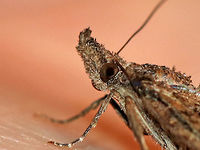 Green Cloverworm - Hypena scabra *I'm not 100% sure of the ID, but it seems the most likely<br />
<br />
Habitat: Attracted to a moth light at night<br />
https://www.jungledragon.com/image/77480/green_cloverworm_-_hypena_scabra.html<br />
https://www.jungledragon.com/image/77481/green_cloverworm_-_hypena_scabra.html Geotagged,Green Cloverworm,Hypena scabra,Spring,United States