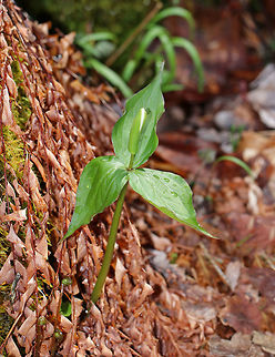 Red Trillium - Trillium erectum My first trillium of spring!

Habitat: Growing along the edge of a bog Geotagged,Red trillium,Spring,Trillium erectum,United States,trillium