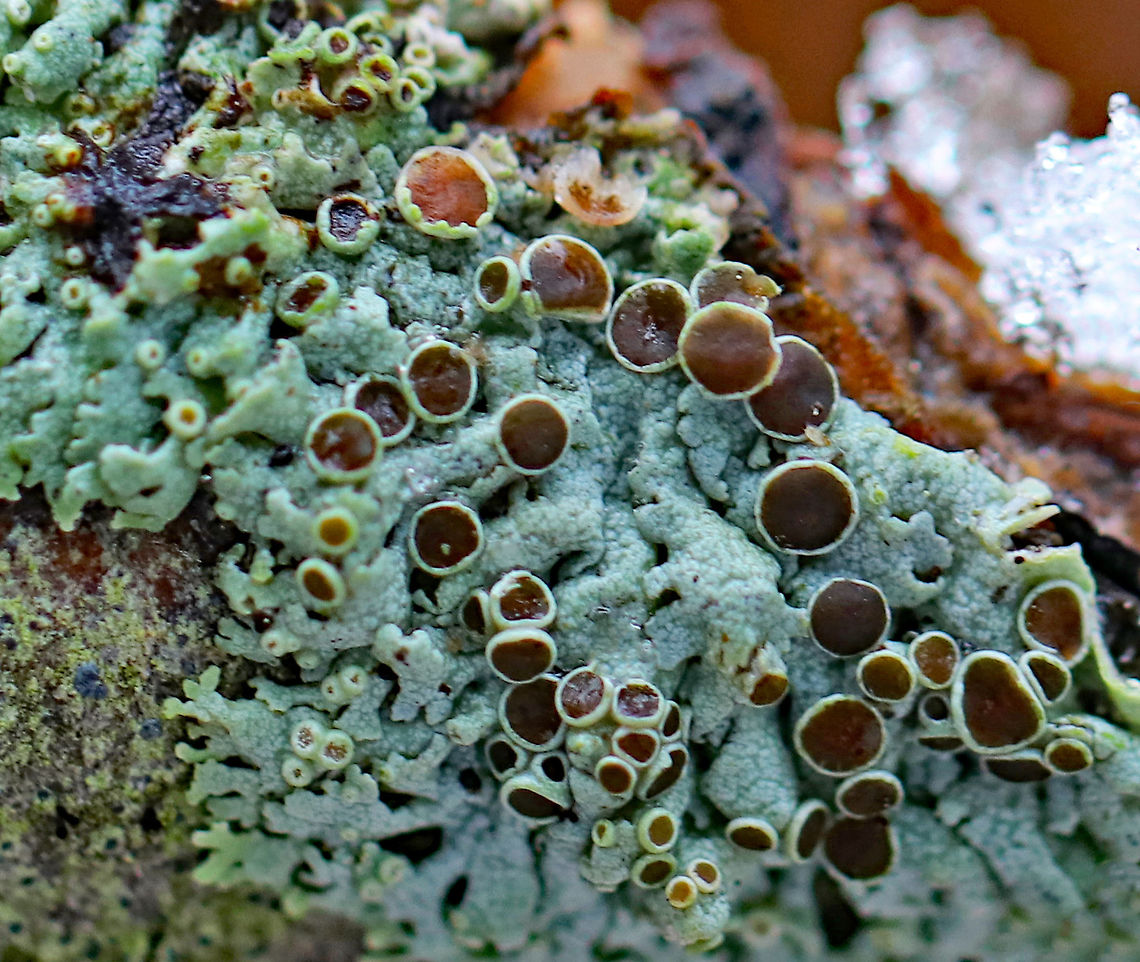 Lichen - Physcia pumilior Thallus was pale greenish and the apothecia were brown.<br />
<br />
Habitat: Growing on a hardwood stick in a deciduous forest<br />
<figure class="photo"><a href="https://www.jungledragon.com/image/77485/lichen_-_physcia_pumilior.html" title="Lichen - Physcia pumilior"><img src="https://s3.amazonaws.com/media.jungledragon.com/images/3232/77485_thumb.jpg?AWSAccessKeyId=05GMT0V3GWVNE7GGM1R2&Expires=1759968010&Signature=g1f75yQmLlBuJqdy18Poisb0g0s%3D" width="200" height="154" alt="Lichen - Physcia pumilior Thallus was pale greenish and the apothecia were brown.<br />
<br />
Habitat: Growing on a hardwood stick in a deciduous forest<br />
https://www.jungledragon.com/image/77484/lichen_-_physcia_pumilior.html Geotagged,Lichen,Physcia pumilior,United States,Winter" /></a></figure> Geotagged,Physcia pumilior,United States,Winter,lichen