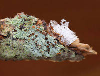 Lichen - Physcia pumilior Thallus was pale greenish and the apothecia were brown.<br />
<br />
Habitat: Growing on a hardwood stick in a deciduous forest<br />
https://www.jungledragon.com/image/77484/lichen_-_physcia_pumilior.html Geotagged,Lichen,Physcia pumilior,United States,Winter