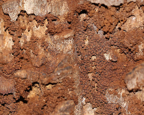 Wood Borer Moth Frass Larvae of wood boring moths (Sesiidae or Cossidae) leave distinctive piles of frass under the bark of host trees. The frass pellets are cylindrical in shape. I believe this frass was left by clearwing moth larvae (Sesiidae) because the pellets were only a couple mm long. 

Habitat: Under the bark of a snag in a mixed forest
https://www.jungledragon.com/image/77487/wood_borer_moth_frass.html Geotagged,United States,Winter,carpenterworm,clearwing moth,cossidae,frass,moth frass,sesiidae,wood borer