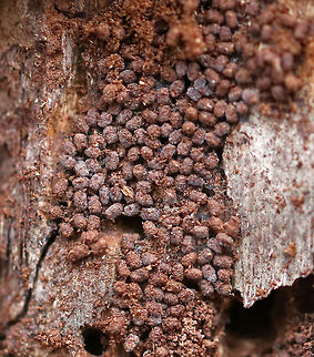 Wood Borer Moth Frass Larvae of wood boring moths (Sesiidae or Cossidae) leave distinctive piles of frass under the bark of host trees. The frass pellets are cylindrical in shape. I believe this frass was left by clearwing moth larvae (Sesiidae) because the pellets were only a couple mm long. 

**In this photo, you can see small bits of silk and tiny wood chips, which prove that this is the frass of a wood boring moth rather than a beetle.

Habitat: Under the bark of a snag in a mixed forest
https://www.jungledragon.com/image/77486/wood_borer_moth_frass.html Geotagged,United States,Winter,frass,moth frass