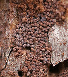 Wood Borer Moth Frass Larvae of wood boring moths (Sesiidae or Cossidae) leave distinctive piles of frass under the bark of host trees. The frass pellets are cylindrical in shape. I believe this frass was left by clearwing moth larvae (Sesiidae) because the pellets were only a couple mm long. <br />
<br />
**In this photo, you can see small bits of silk and tiny wood chips, which prove that this is the frass of a wood boring moth rather than a beetle.<br />
<br />
Habitat: Under the bark of a snag in a mixed forest<br />
https://www.jungledragon.com/image/77486/wood_borer_moth_frass.html Geotagged,United States,Winter,frass,moth frass