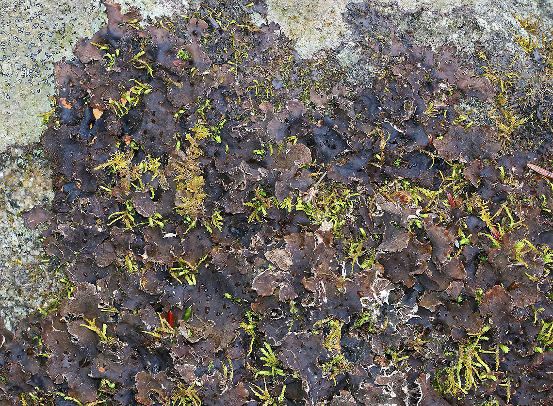 Smooth Rock Tripe - Umbilicaria mammulata Large foliose lichen that was brown and crusty. When it rains enough, it will turn green.<br />
<br />
Habitat: Growing on a large rock in a mixed forest Geotagged,Lichen,Smooth Rock Tripe,Umbilicaria mammulata,United States,Winter