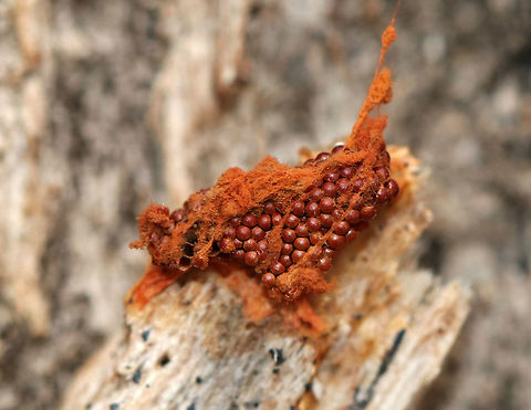 Multigoblet Slime Mold - Metatrichia vesparium Stunning, fluffy, bright red spore masses with their red goblets. the goblets were only about 0.5 mm wide. 

Habitat: Rotting wood Geotagged,Metatrichia vesparium,Multigoblet slime mold,United States,Winter,slime mold