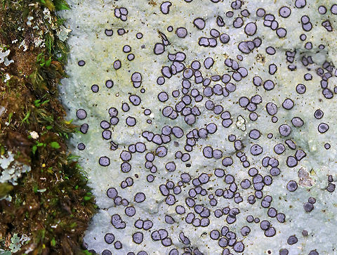 Smoky-eye Boulder Lichen - Porpidia albocaerulescens This crustose lichen had such beautiful, purplish blue apothecia and was completely stunning. The apothecia were rimmed with black/dark blue and the thallus was gray. 

Habitat: They were growing on large, moss-covered rocks throughout a mixed forest. Geotagged,Lichen,Porpidia Lichen,Porpidia albocaerulescens,United States,Winter