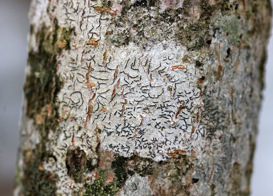 Script Lichen- Graphis scripta A crustose lichen whose elongated fruiting bodies resemble scribbles or writing on the bark of trees.<br />
<br />
Habitat: Hardwood tree<br />
<figure class="photo"><a href="https://www.jungledragon.com/image/77502/script_lichen-_graphis_scripta.html" title="Script Lichen- Graphis scripta"><img src="https://s3.amazonaws.com/media.jungledragon.com/images/3232/77502_thumb.jpg?AWSAccessKeyId=05GMT0V3GWVNE7GGM1R2&Expires=1759968010&Signature=f22K1OkqIWj49vmW53HbAnDkaos%3D" width="138" height="152" alt="Script Lichen- Graphis scripta A crustose lichen whose elongated fruiting bodies resemble scribbles or writing on the bark of trees.<br />
<br />
Habitat: Hardwood tree<br />
https://www.jungledragon.com/image/77501/script_lichen-_graphis_scripta.html<br />
 Geotagged,Graphis scripta,Lichen,United States,Winter" /></a></figure> Geotagged,Graphis scripta,Lichen,United States,Winter