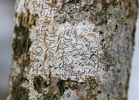 Script Lichen- Graphis scripta A crustose lichen whose elongated fruiting bodies resemble scribbles or writing on the bark of trees.

Habitat: Hardwood tree
https://www.jungledragon.com/image/77502/script_lichen-_graphis_scripta.html Geotagged,Graphis scripta,Lichen,United States,Winter