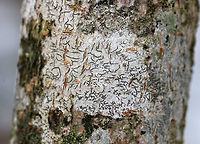 Script Lichen- Graphis scripta A crustose lichen whose elongated fruiting bodies resemble scribbles or writing on the bark of trees.<br />
<br />
Habitat: Hardwood tree<br />
https://www.jungledragon.com/image/77502/script_lichen-_graphis_scripta.html Geotagged,Graphis scripta,Lichen,United States,Winter