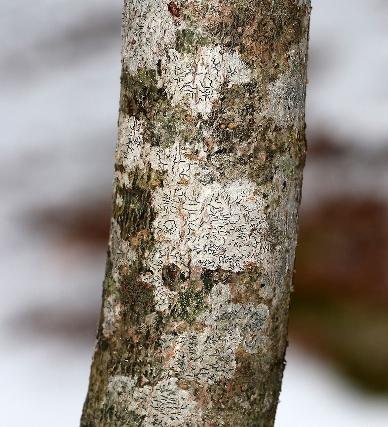 Script Lichen- Graphis scripta A crustose lichen whose elongated fruiting bodies resemble scribbles or writing on the bark of trees.<br />
<br />
Habitat: Hardwood tree<br />
<figure class="photo"><a href="https://www.jungledragon.com/image/77501/script_lichen-_graphis_scripta.html" title="Script Lichen- Graphis scripta"><img src="https://s3.amazonaws.com/media.jungledragon.com/images/3232/77501_thumb.jpg?AWSAccessKeyId=05GMT0V3GWVNE7GGM1R2&Expires=1759968010&Signature=o%2F%2F78MsvMdem4XJMfCgai19%2FjJ8%3D" width="200" height="144" alt="Script Lichen- Graphis scripta A crustose lichen whose elongated fruiting bodies resemble scribbles or writing on the bark of trees.<br />
<br />
Habitat: Hardwood tree<br />
https://www.jungledragon.com/image/77502/script_lichen-_graphis_scripta.html Geotagged,Graphis scripta,Lichen,United States,Winter" /></a></figure><br />
 Geotagged,Graphis scripta,Lichen,United States,Winter