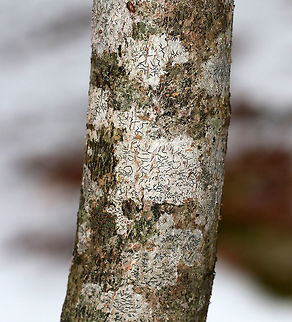 Script Lichen- Graphis scripta A crustose lichen whose elongated fruiting bodies resemble scribbles or writing on the bark of trees.

Habitat: Hardwood tree
https://www.jungledragon.com/image/77501/script_lichen-_graphis_scripta.html
 Geotagged,Graphis scripta,Lichen,United States,Winter